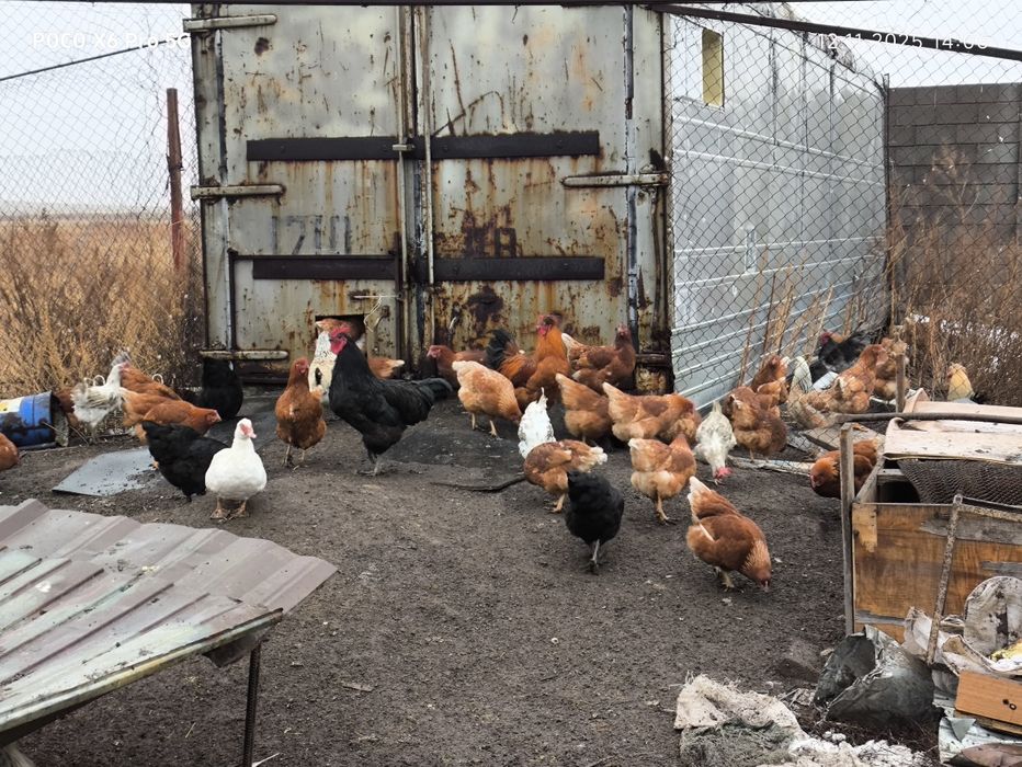 Продам курей ломан браун