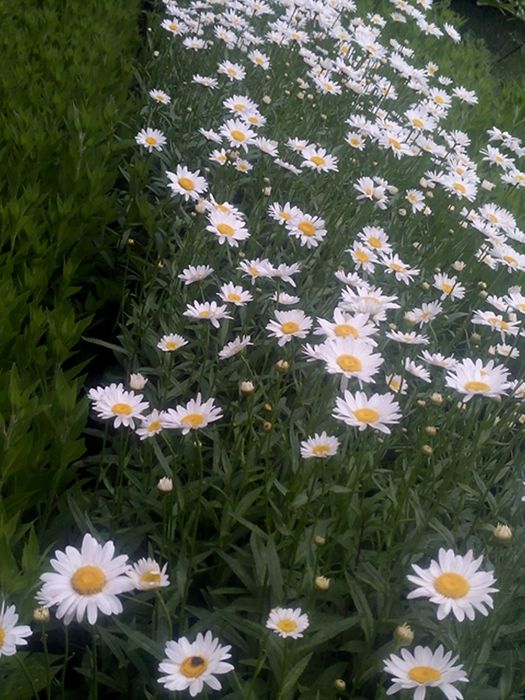 Қынапқа енгізілген