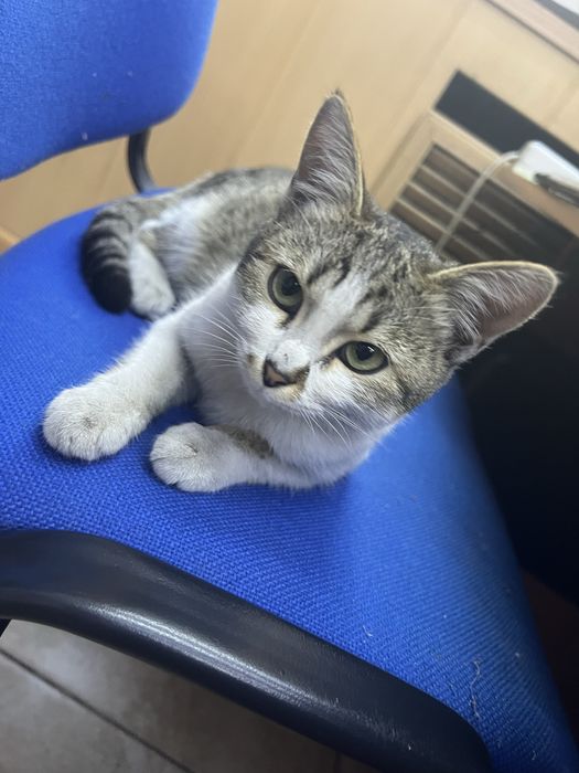 Срочно кошечка ищет дом