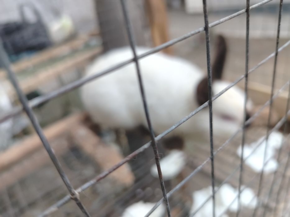 Куёнлар сотилади