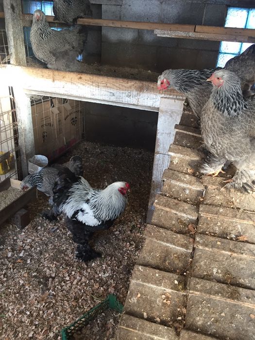 Инкубационные яйца Брама