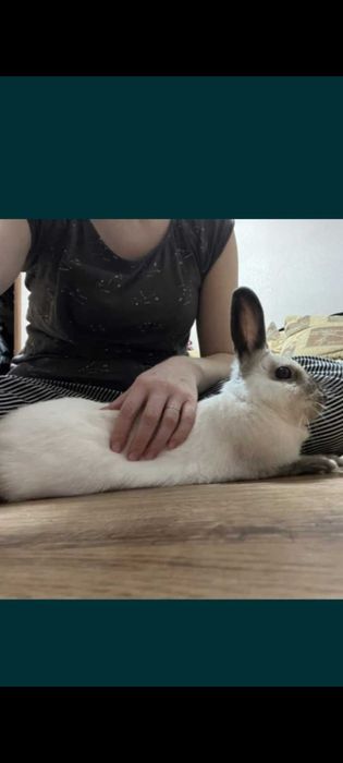 Кролик декоративный ручной