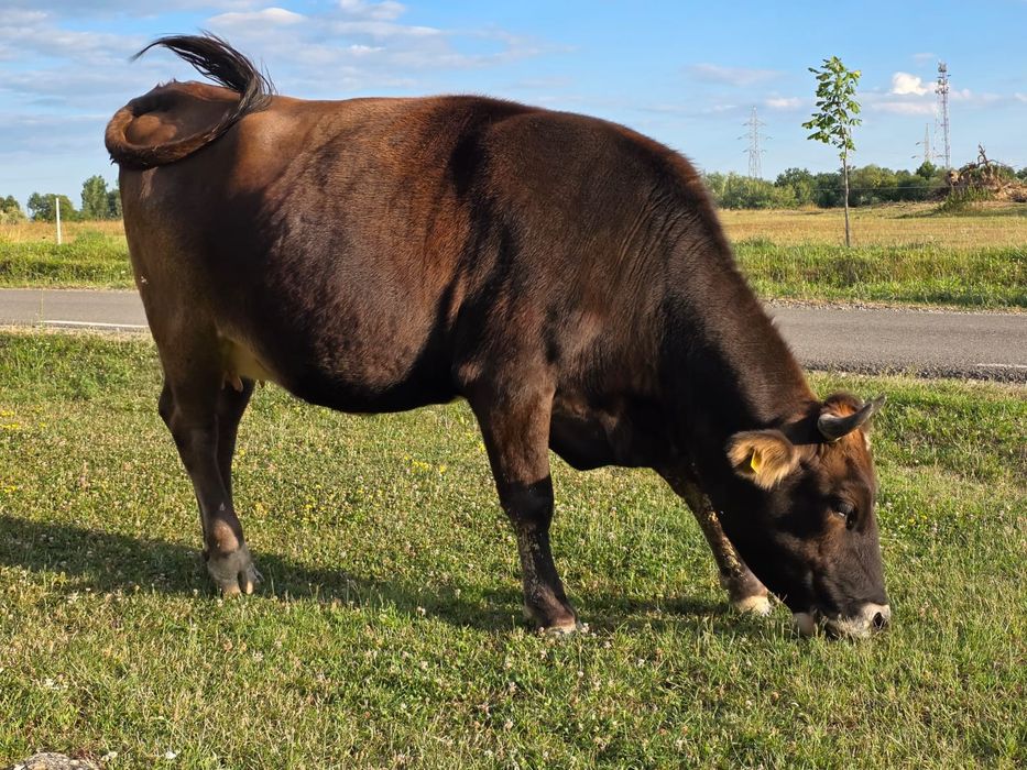 Vând juninca bruna de Maramures