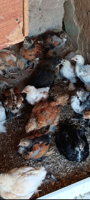 Продаются 2 месячные цыплята породы брама