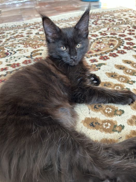 Продам Котенок Мейн-Кун