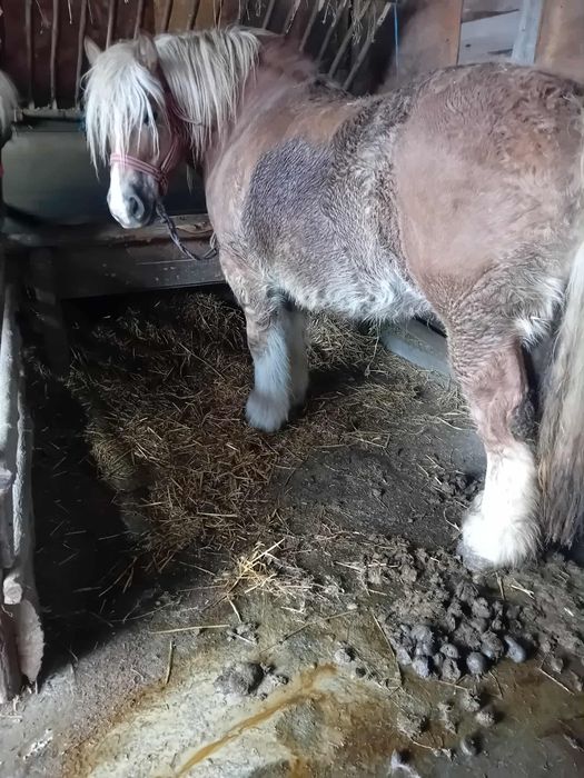 Iapa de vanzare 6 ani