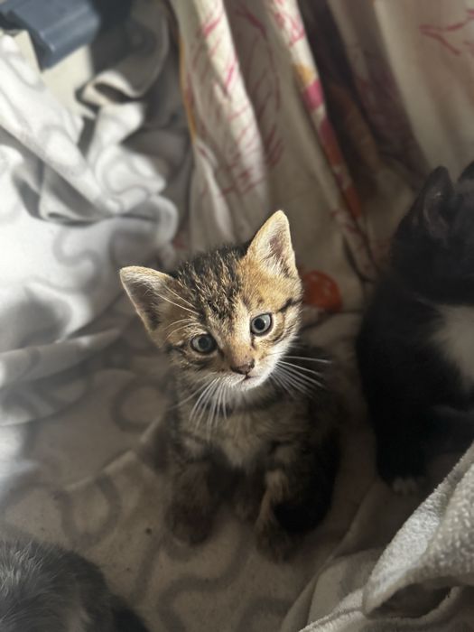Отдам даром котят