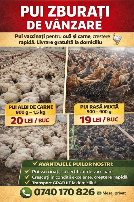 PUI ZBURAȚI DE VÂNZARE – Livrarea Gratuită la domiciliu  IS-VS-BT-SV