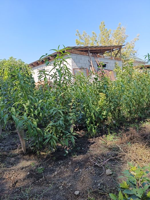 Продаются саженцы плодовых деревьев