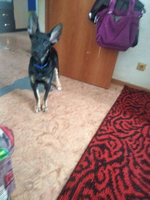 Продам щенка  восточноевропейская овчарка