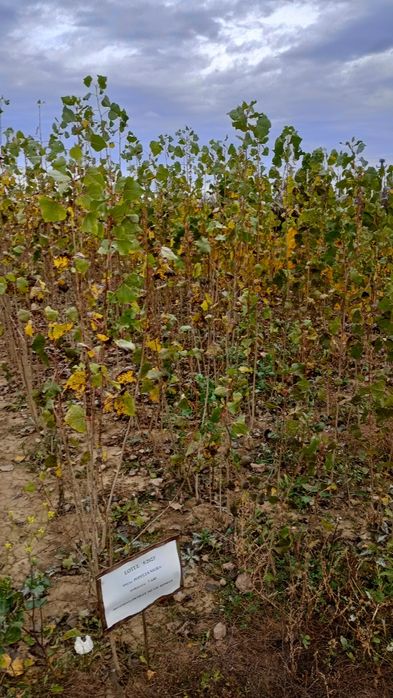 Puieți salcâm frasin fag carpen ulm plop mesteacăn brad molid Tei arin