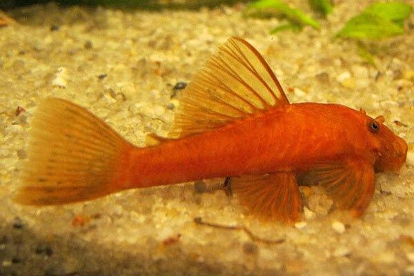 Анциструс супер ред