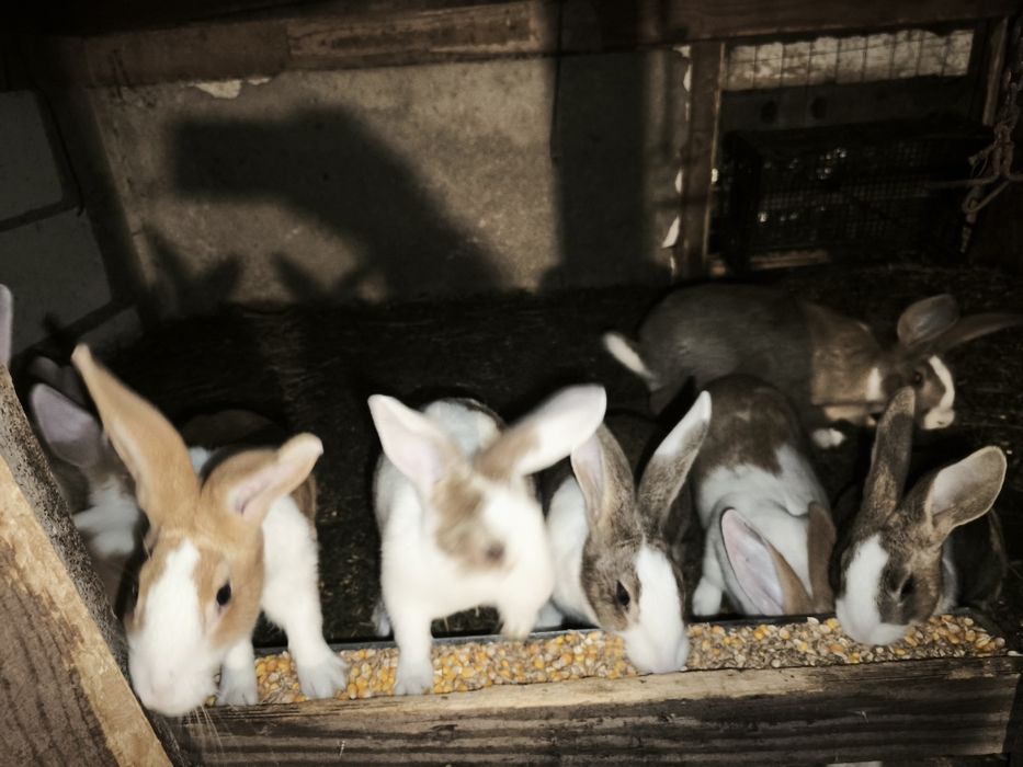 Iepurași hicole.  .