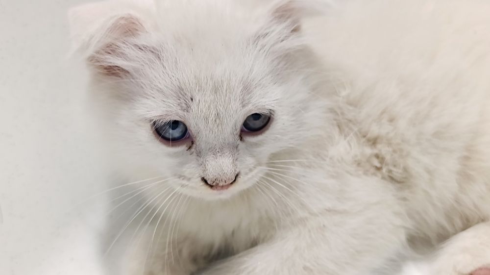 Метис ангора + Scottish fold кошка девочка (вислоухая)