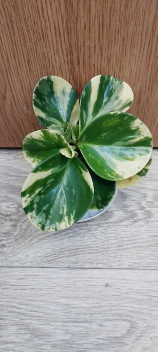 Стайни цветя за продажба!