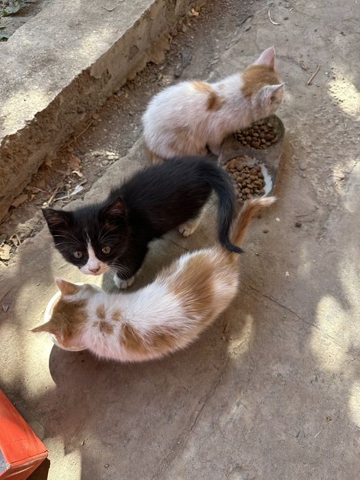 Котята домашние ручные