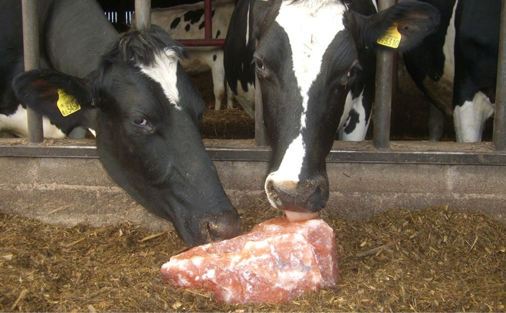 Соль кормовая лизунец природные