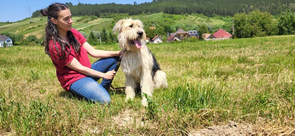 Pet sitter - cazare animale pisici, căței, animale exotice