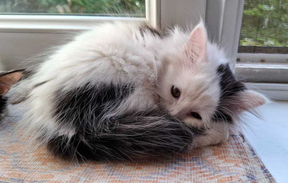 Котенок девочка 2.5 месяца.