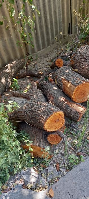 Продам дрова спиленного фруктового дерева!