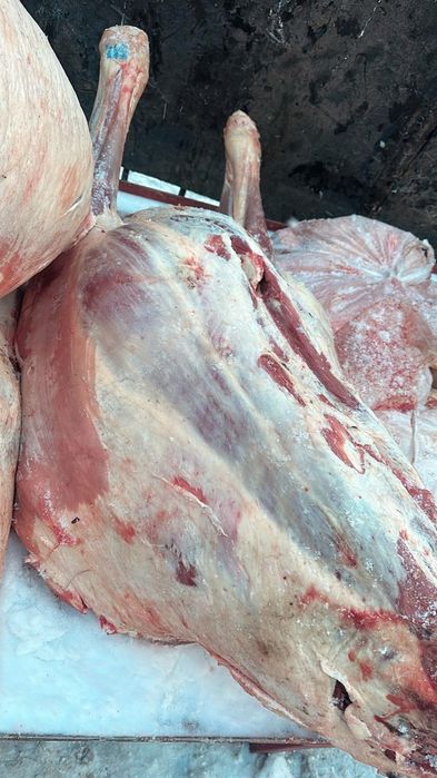 Мясо говядина тушами