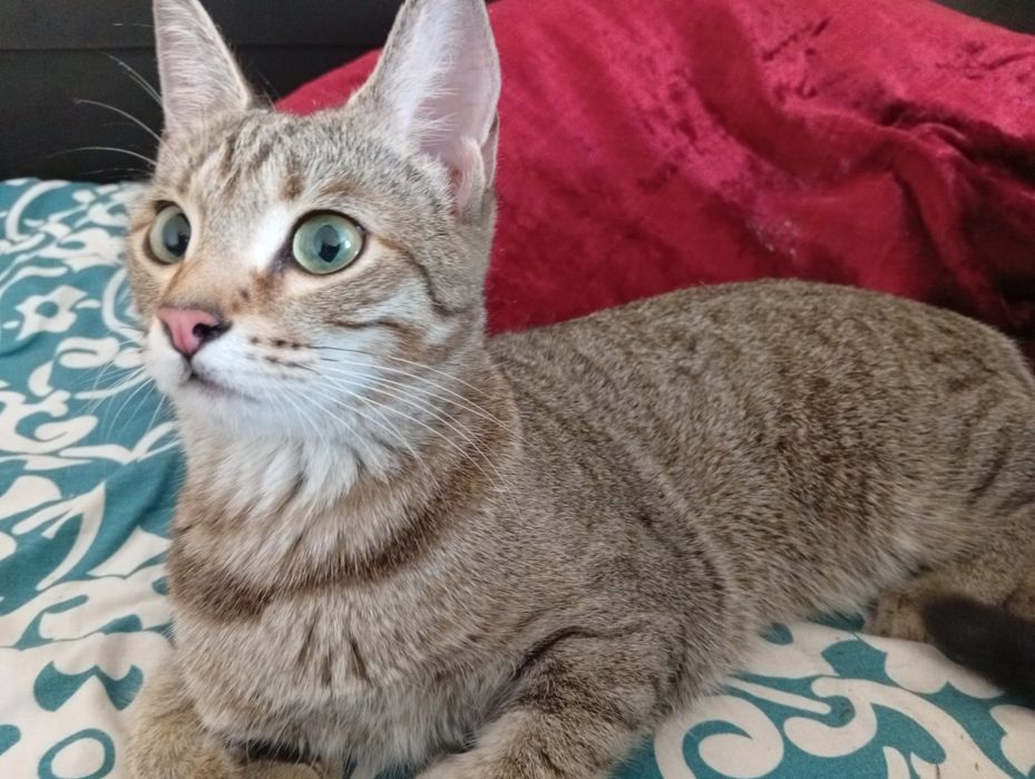 Кошка/котята домашнее