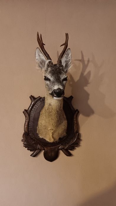 Препарирани сръндак 2бр.