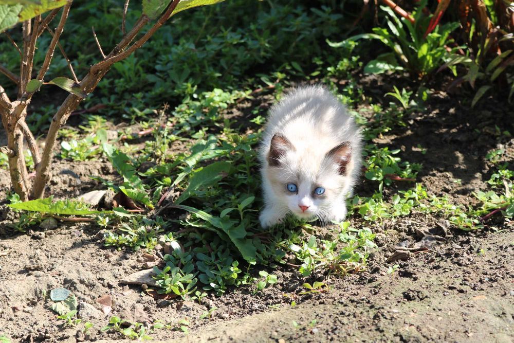 Котята бесплатно