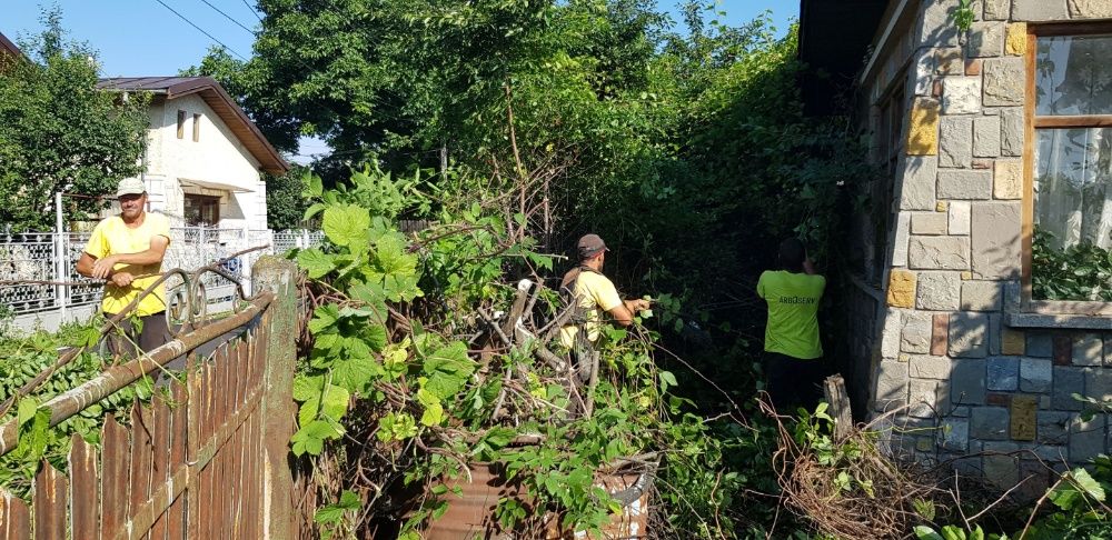 Defrisare cosire si curatare teren de iarba arbusti ambrozie