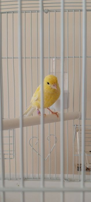 Продаётся Канарейка