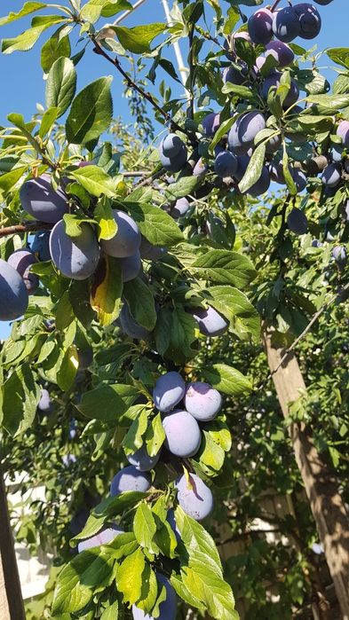 Vand prune din grădina proprie