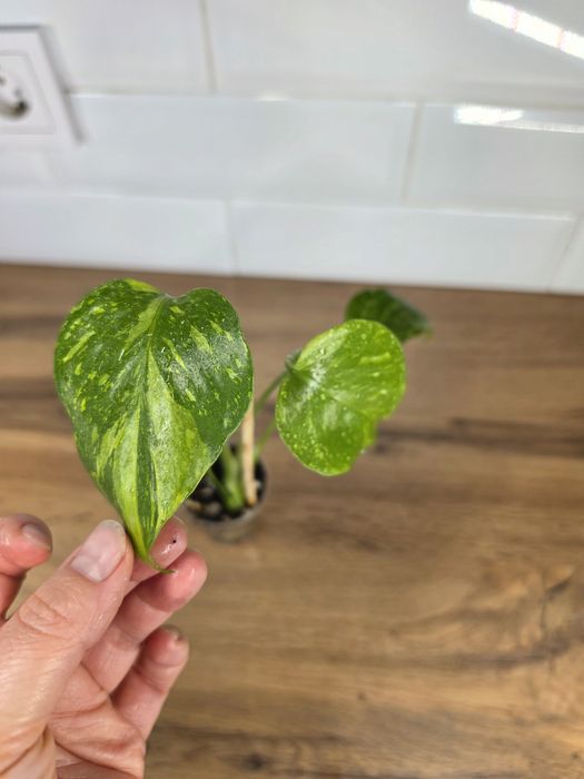 Монстера Электролит Monstera Electro