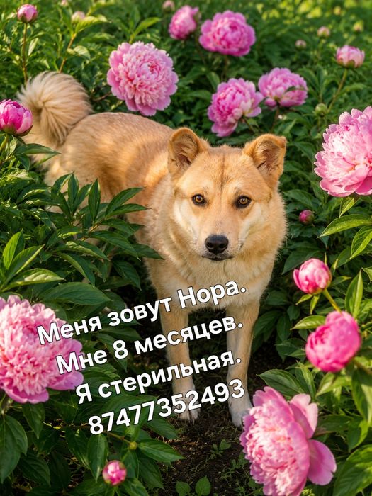 Собачке нужен дом.