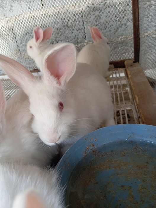 Quyon bolalari sotiladi