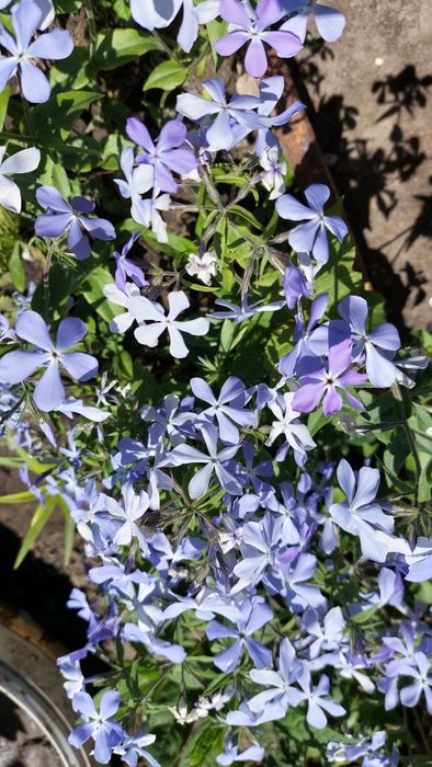 Продам декоративные цветы и кустарники