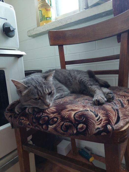 Кошка ищет семью и дом