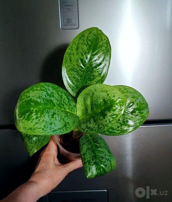 Аглаонема Лемон Минт (Lemon Mint)