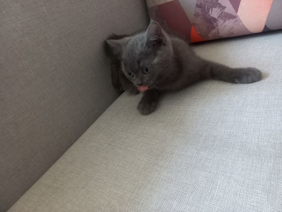 Продажа котёнка.