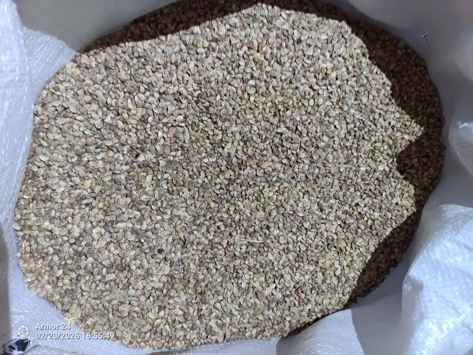 Семена клевера и экспорцета