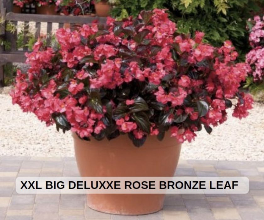 Вечноцветущие бегонии