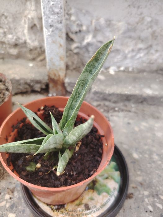 Продавам алое вера и сансеверии
