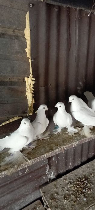 Голуби.   Алматы