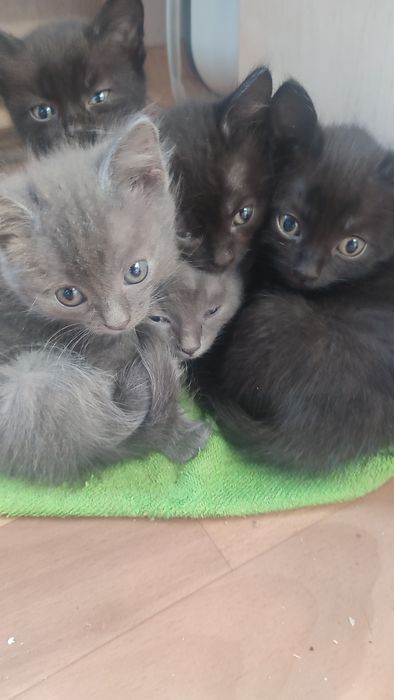 Отдам котят в хорошие руки