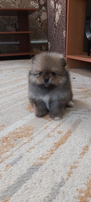 Шпицы  щенки в наличии