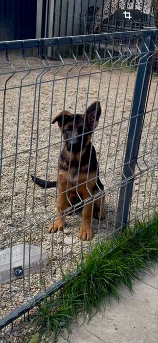 Pui ciobanesc german de vanzare