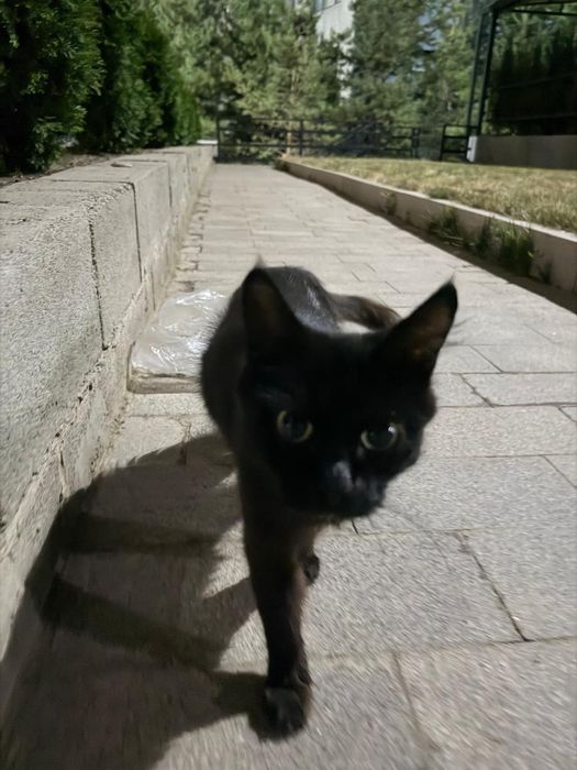 Кошка черная мес 5, 6 на вид