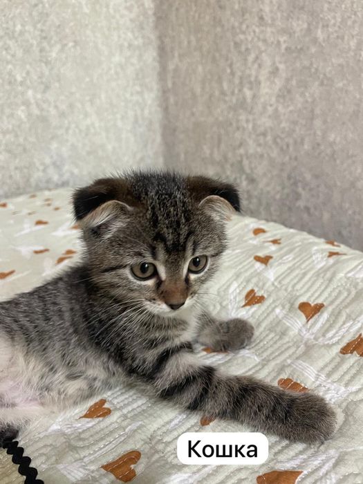 Котята бесплатно