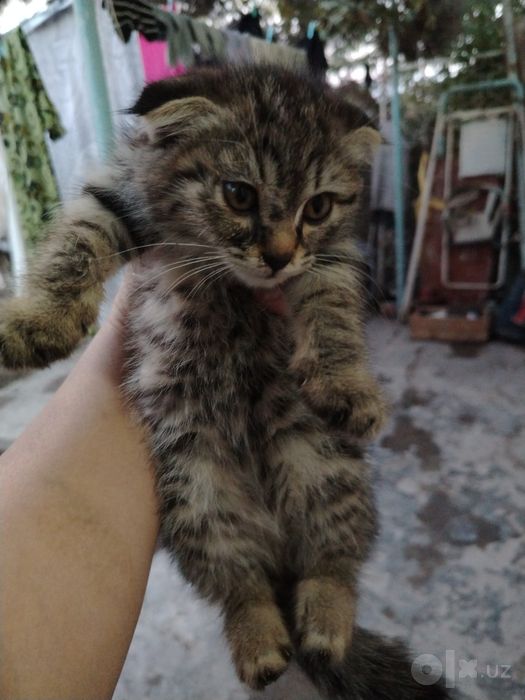 Котенок вислоухий