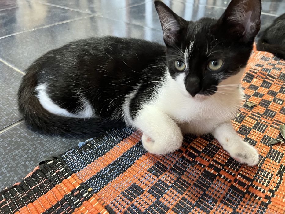 Pisicute spre adoptie