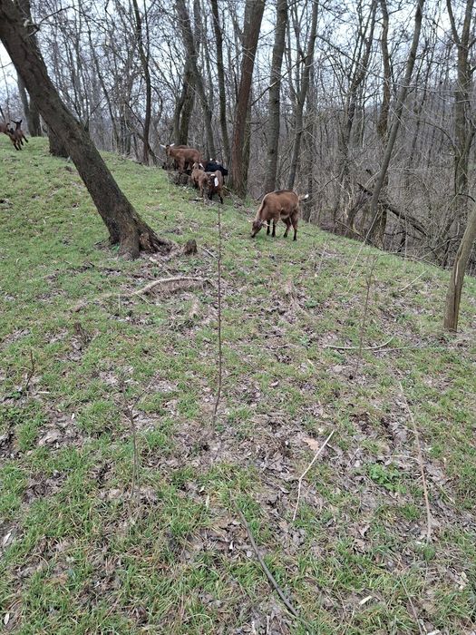 Vând 8 capre cu iezi, metiși alpină franceză  cu anglonubiană